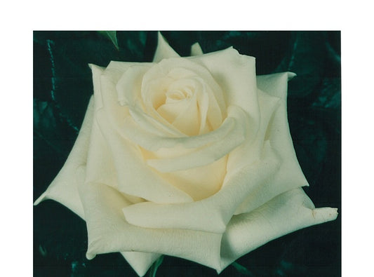 RoseYumiStory